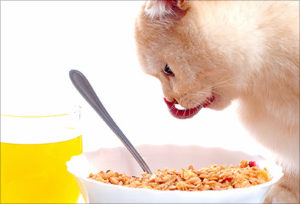 pet foods that are bad